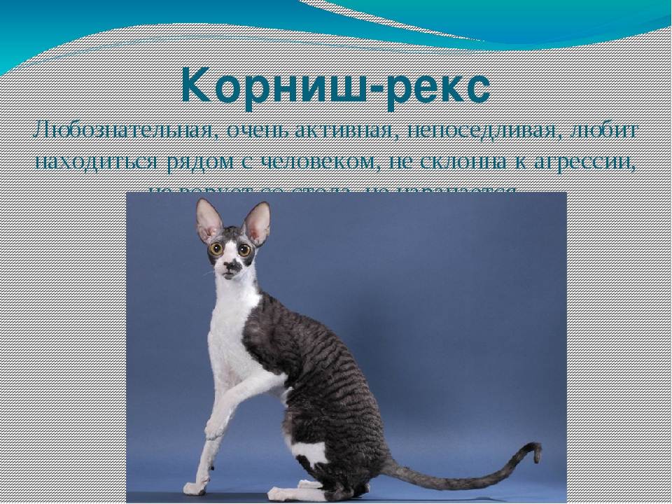 Корниш-рекс: история происхождения кошки, описание породы, внешности, характер и содержание животного, фото
