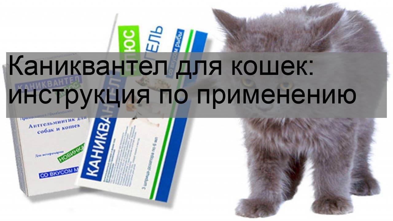 Каниквантел для кошек | препарат от глистов и паразитов у котов