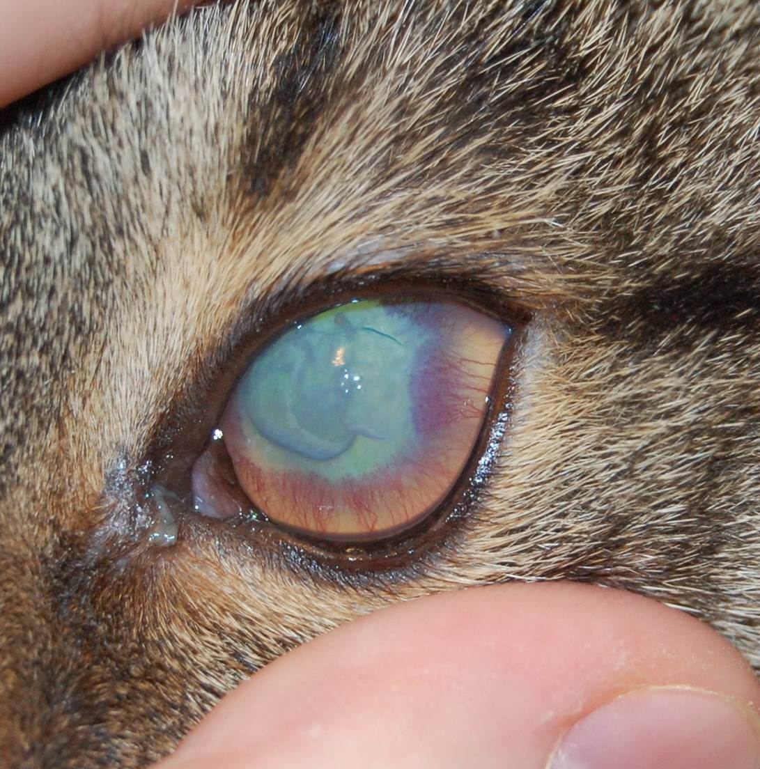 Герпес у кошек: герпесвирус, симптомы и лечение