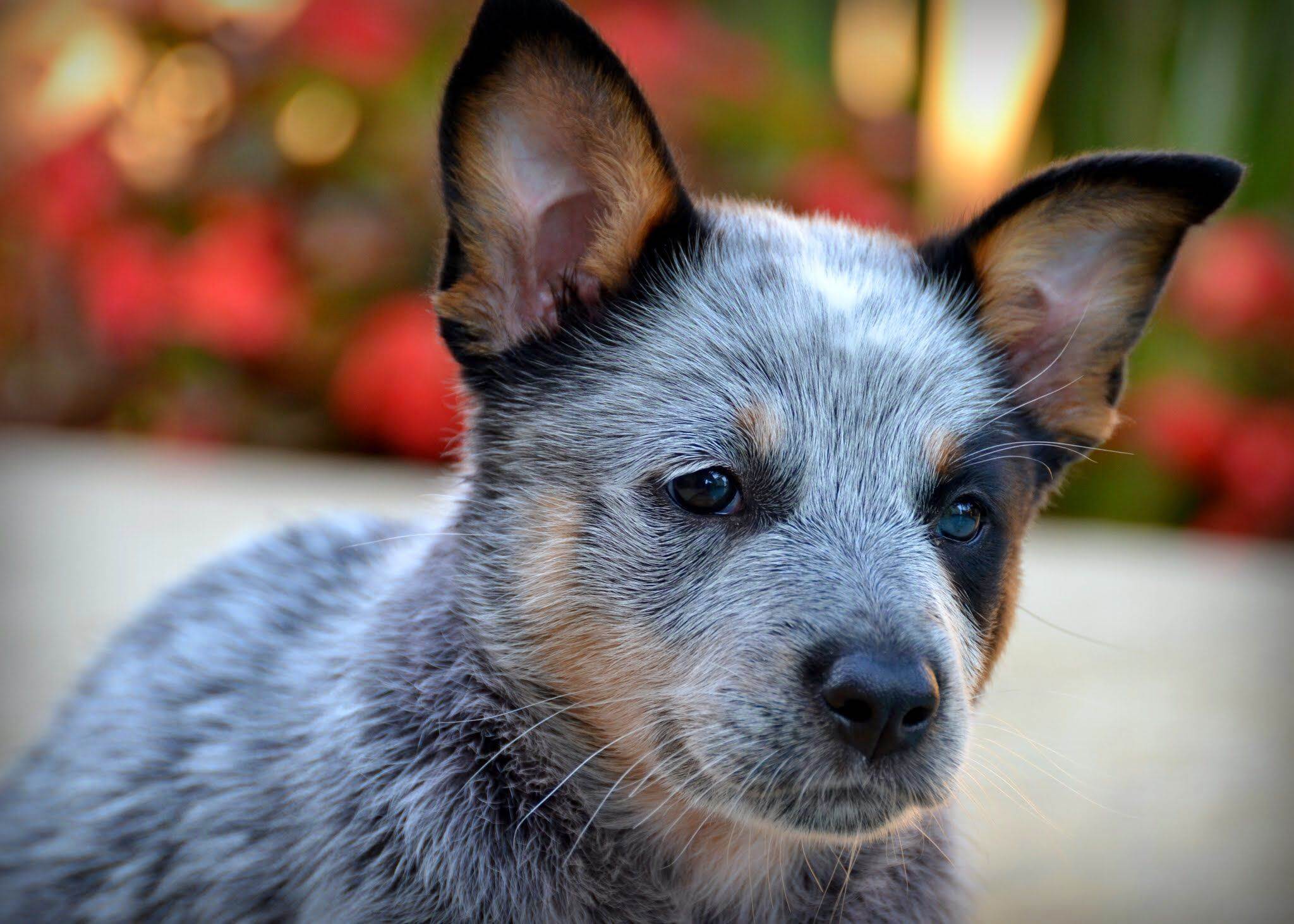 Австралийская пастушья собака хилер (кеттл дог): описание и характеристики породы, фото, содержание и уход за щенками