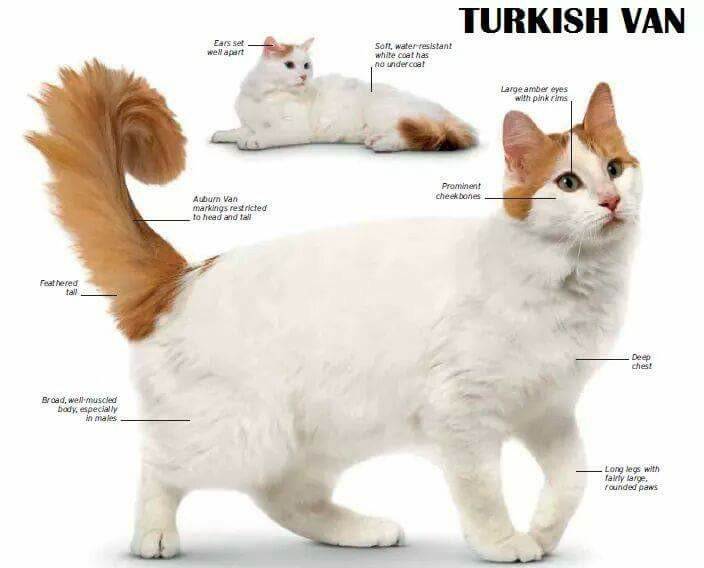Все что нужно знать о турецких ванах: подробное описание породы кошек