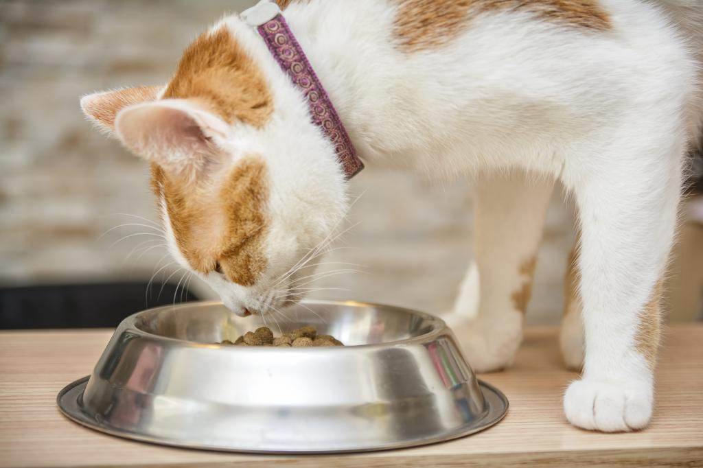 Чем и как кормить кастрированного кота в домашних условиях