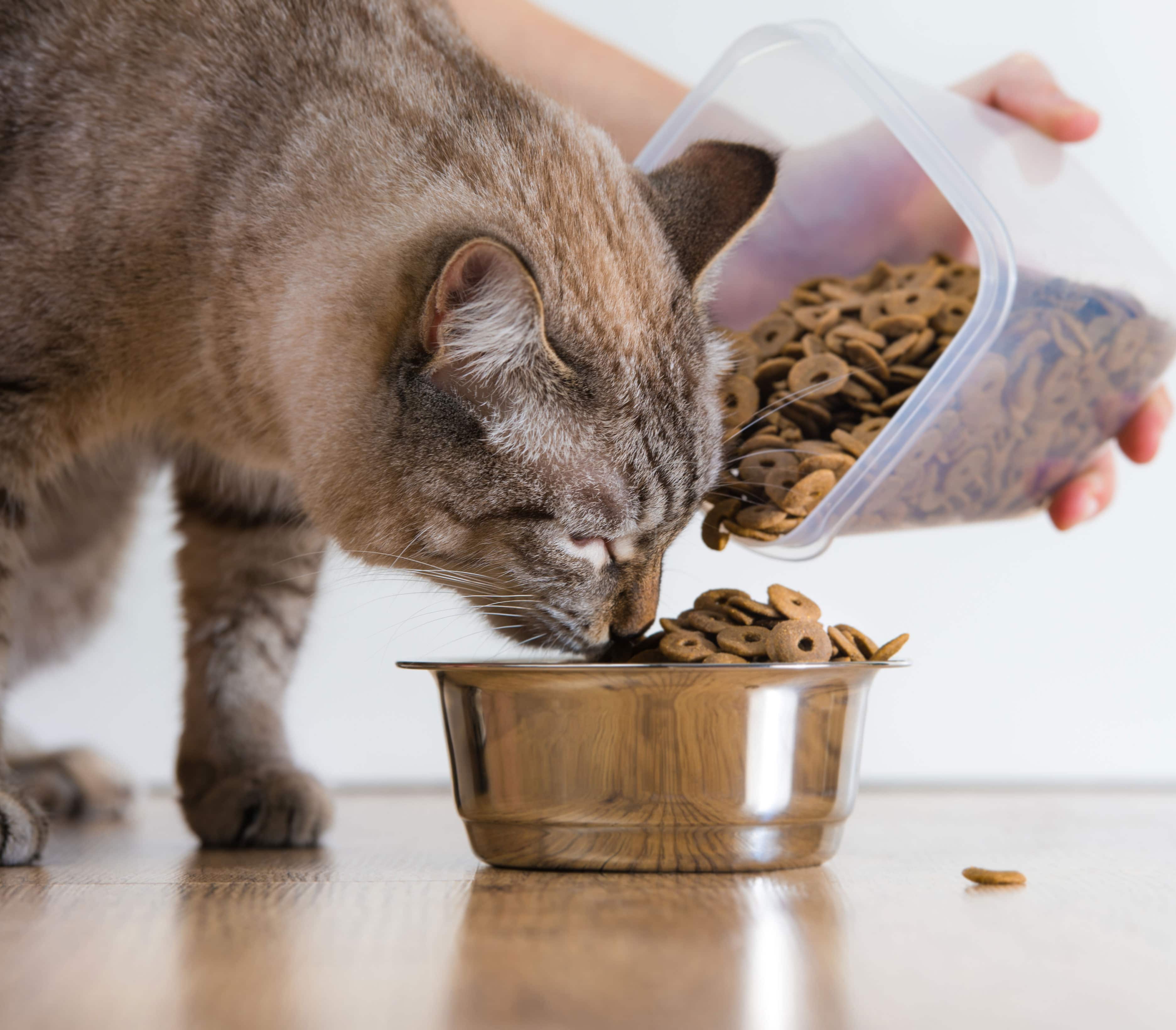 Кормление кастрированных котов: рацион, натуральное кормление и сухие корма
