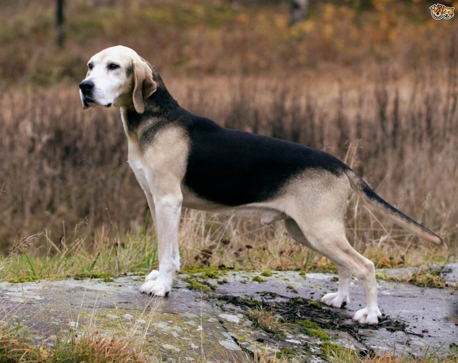 Гончие собаки: фото, названия пород, описание и характеристики