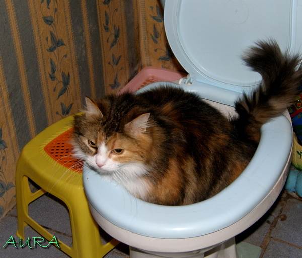 Кот не может сходить в туалет, причины и лечение.