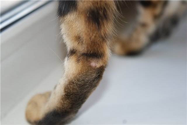 Кошка хромает на переднюю лапу без видимых. хромота у кошки: основные причины провоцирующие недуг