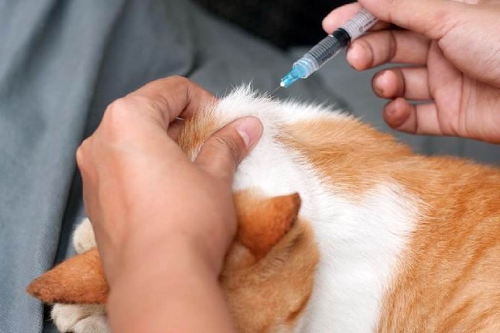 Как правильно сделать подкожный и внутримышечный укол кошке