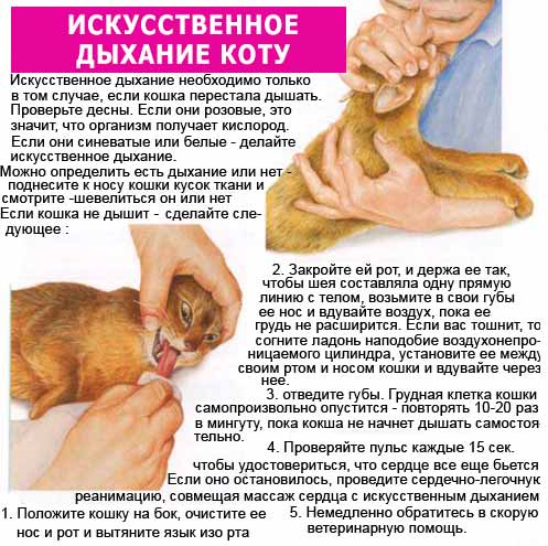 Запах изо рта у кошки: причины и методы лечения