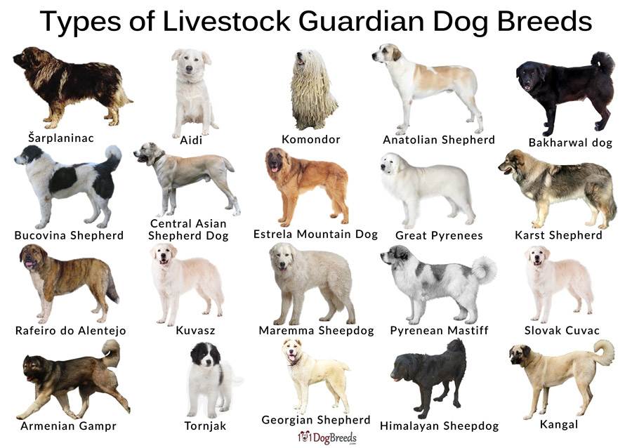 Имена породистых. Породы собак названия. Разновидности пород собак. Популярные породы собак. Породы собак картинки с названиями.
