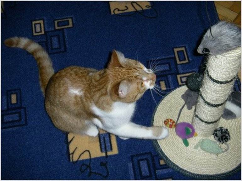 Как приучить котенка к когтеточке – пошаговая инструкция эффективного обучения + советы по оптимальному выбору когтеточки
