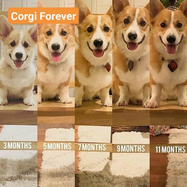 Сколько живут собаки в домашних условиях
