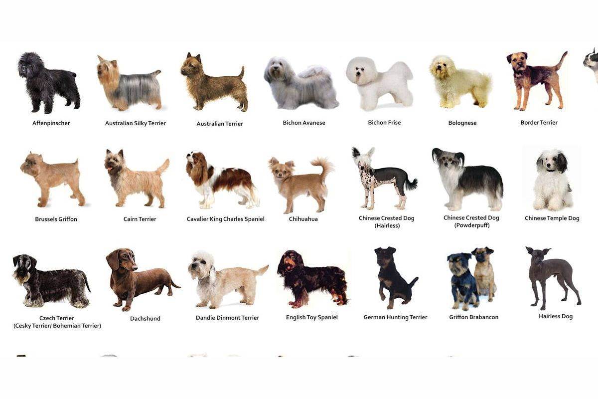 Русские породы собак с фотографиями и названиями