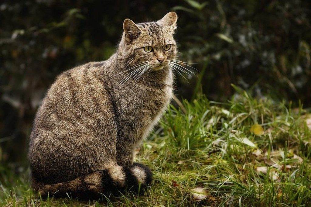 Европейский лесной кот: содержание и кормление в домашних условиях,