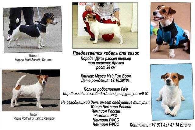 Бигль и джек-рассел-терьер: сравнение пород, сходства и различия, какая собака лучше