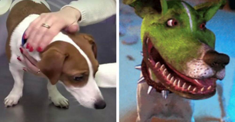 Порода собак из кинофильма маска ⋆ онлайн-журнал для женщин
