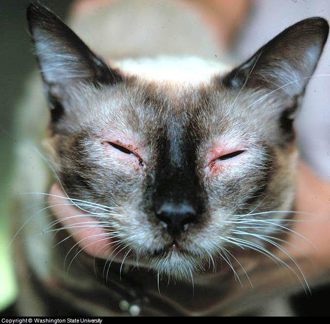 Аллергический дерматит у кошек: пищевой и бактериальный, лечение, симптомы с фото