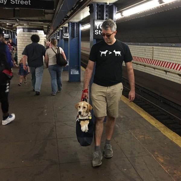 Можно ли с собакой в метро: правила перевозки