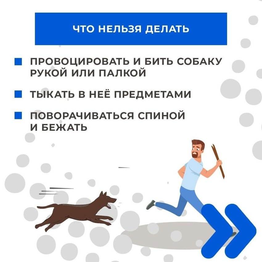 Защита от собаки в случае нападения: электрошокер и другие средства
