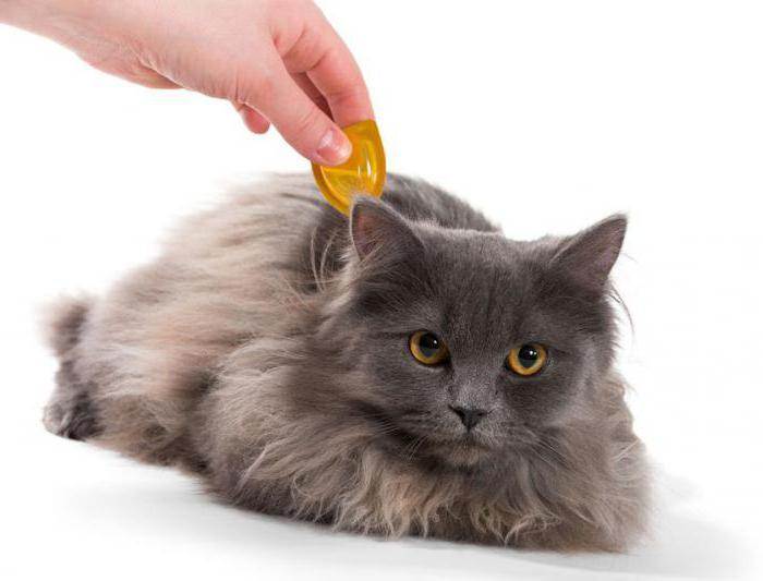 Дерматит у кошек:симптомы и причины развития.