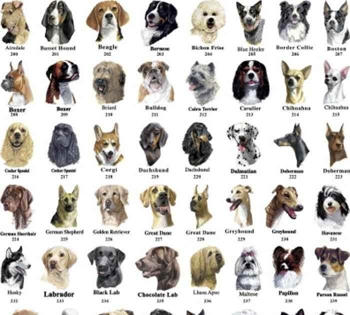 Как выглядит акита-ину: фото собак, стандарт породы, разновидности и окрасы + как выбрать будущего питомца?