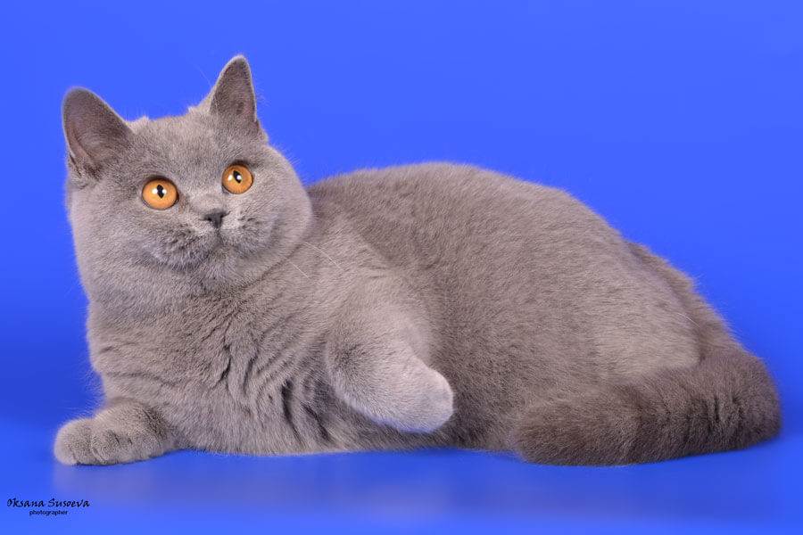 Окрасы британских кошек и котов: фото и описание