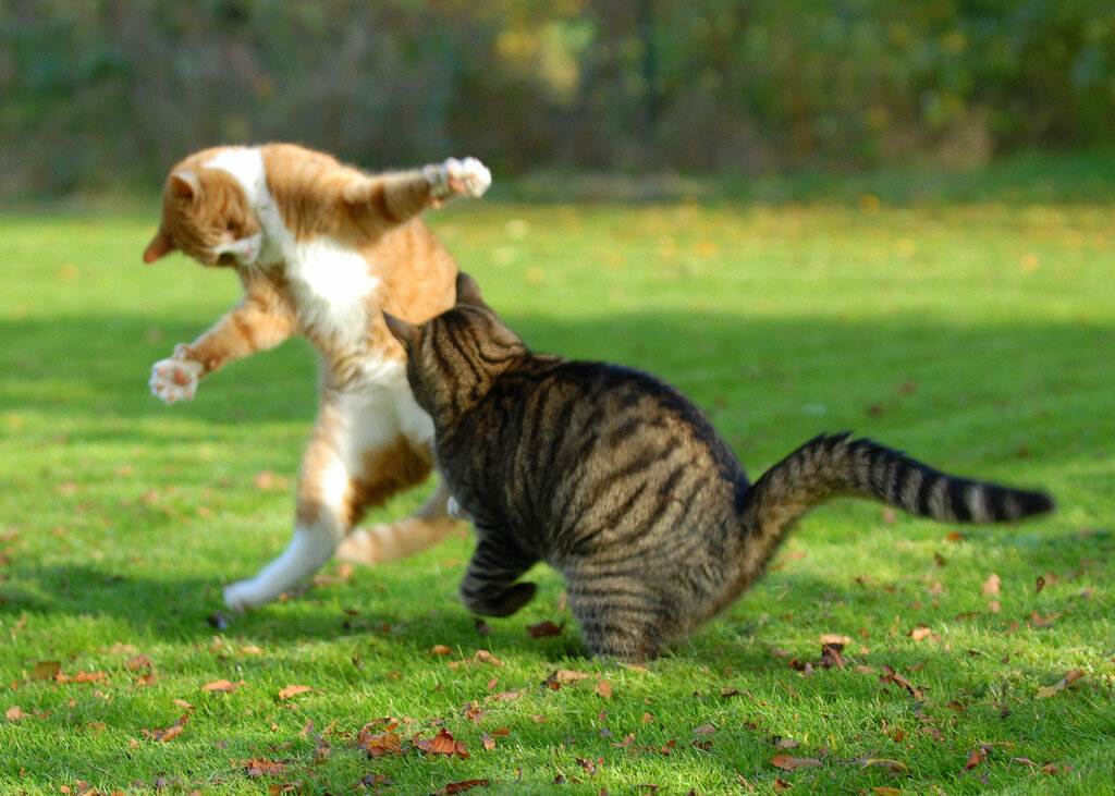 Почему коты дерутся: как разнять, причины агрессии, что делать если драка между животными дома