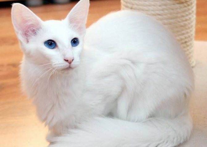 Тайская кошка: описание породы, характер, фото, стоимость котенка