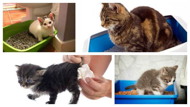 Понос у кошки и кота: причины, чем лечить в домашних условиях котенка и взрослое животное, что делать, если сопровождается рвотой или кровью