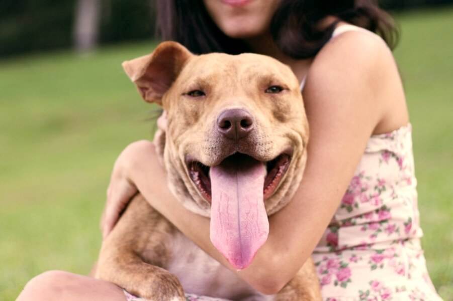 Топ-10 самых агрессивных пород собак по версии сайта vashipitomcy.ru | ваши питомцы
