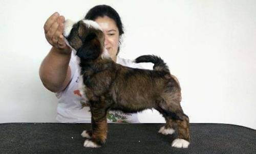 Тибетский мастиф: фото собак, принятый стандарт, описание разновидностей и окрасов + как выглядит и развивается щенок
