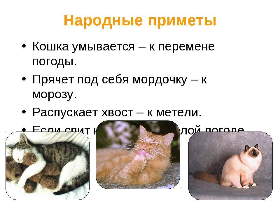 Кошка в доме: приметы и поверья