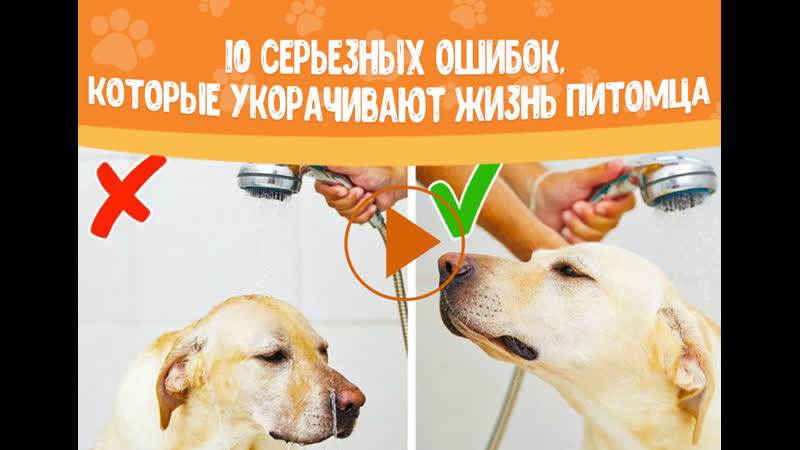 11 вещей, которые ненавидят собаки… не делайте этого! :: инфониак