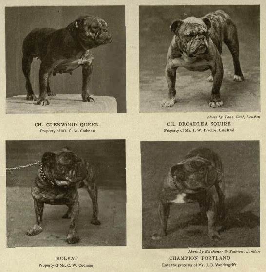 Русские породы собак с фотографиями и названиями