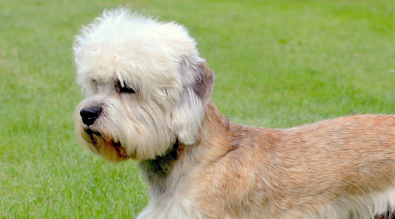 Денди-динмонт терьер: фото и описание породы собак