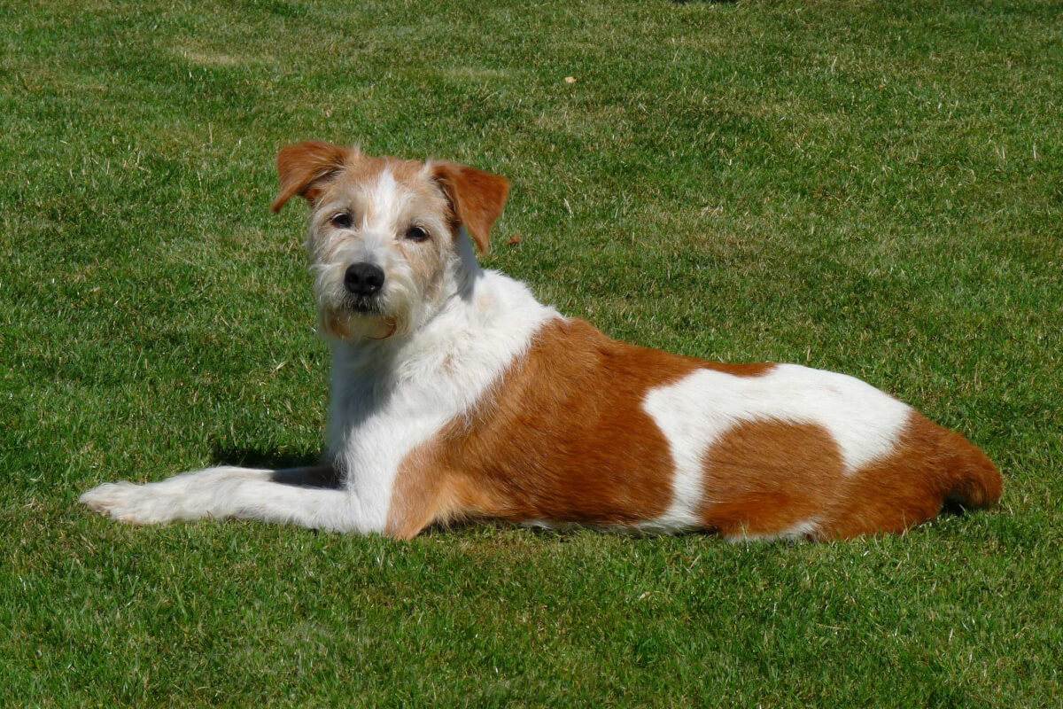 Кромфорлендер — маленький немецкий компаньон | породы собак | povodok.by - журнал о собаках