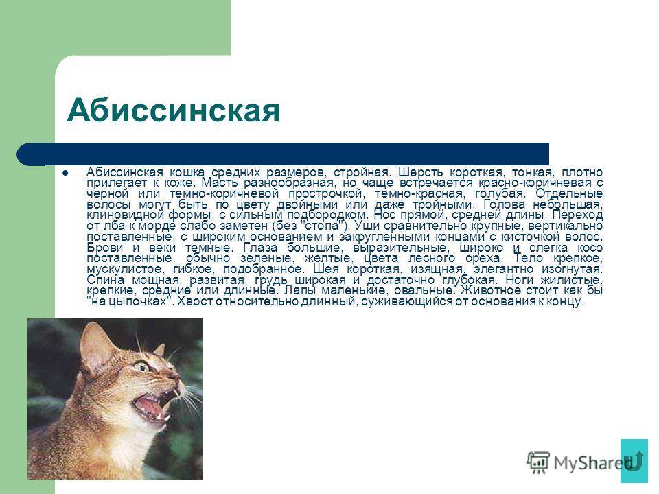 Абиссинская кошка: описание породы, характер и поведение  - mimer.ru