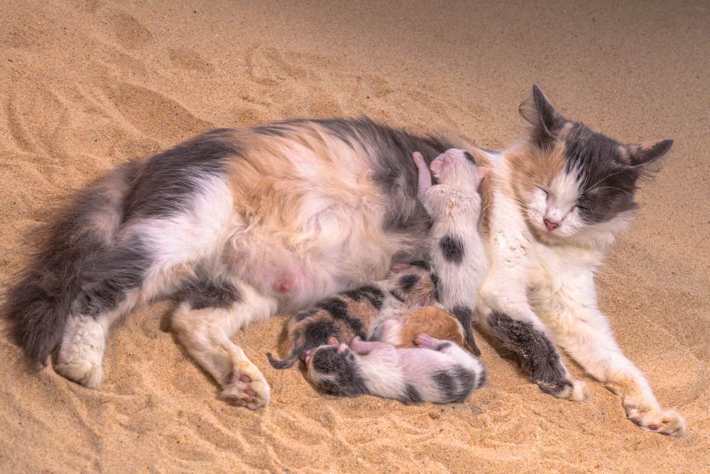 Сколько котят может родить кошка в первый раз - от чего зависеть