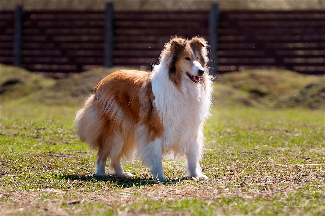 Шелти (шетландская овчарка) ????: описание породы, характер, содержание и уход, фото собаки