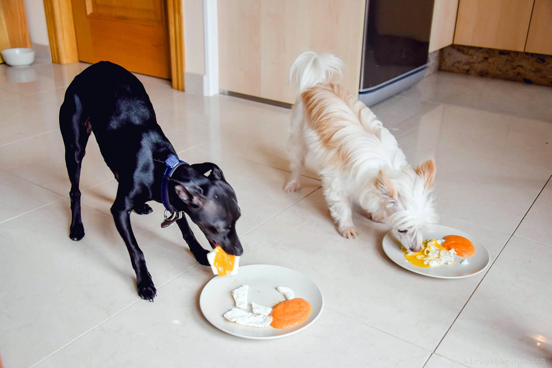 Чем кормить собак, кроме сухого корма?