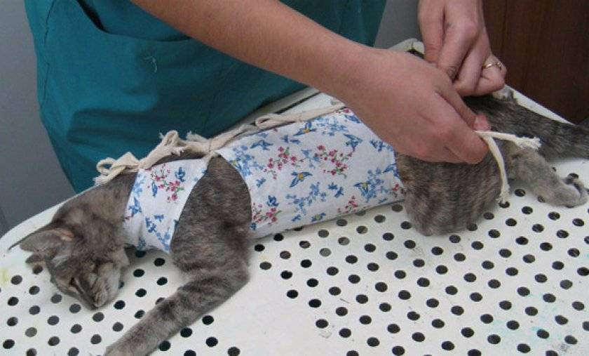 Когда можно снять попону кошке после стерилизации: сроки, правила послеоперационного ухода, рекомендации