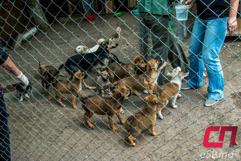 Изменения в закон на фоне нападения бродячих собак - поправки 2022 года