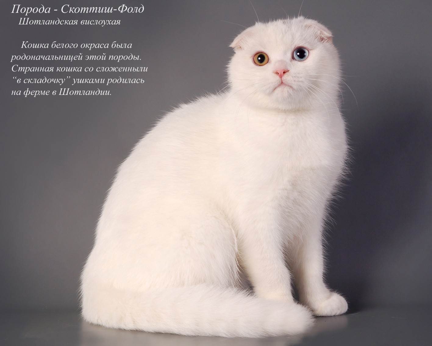 Шотландская вислоухая кошка - 4 признаки породы, фото, описание, характер