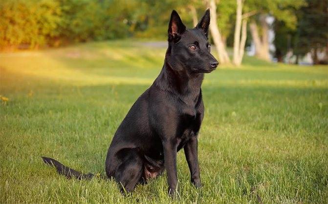 Порода собак келпи: плюсы и минусы содержания, отзывы владельцев | medeponim.ru