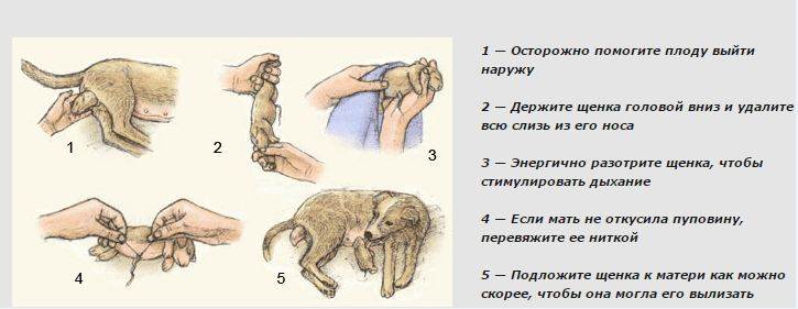 Как определить беременность собаки (с иллюстрациями)
