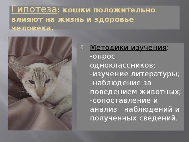 Как окрас кошки влияет на судьбу хозяина. Влияние кошек на здоровье человека. Влияние котов на человека. Кошка влияет на жизнь человека. Гипотеза про кошек.