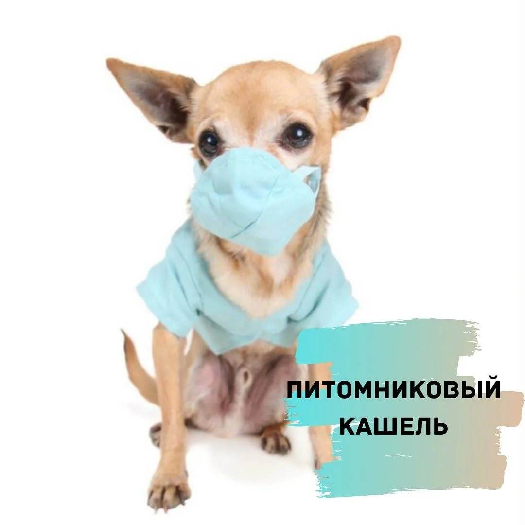 Питомниковый кашель у собак - симптомы и лечение