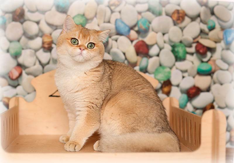 Британская кошка шиншилла: фото и описание, характер, содержание и уход :: syl.ru