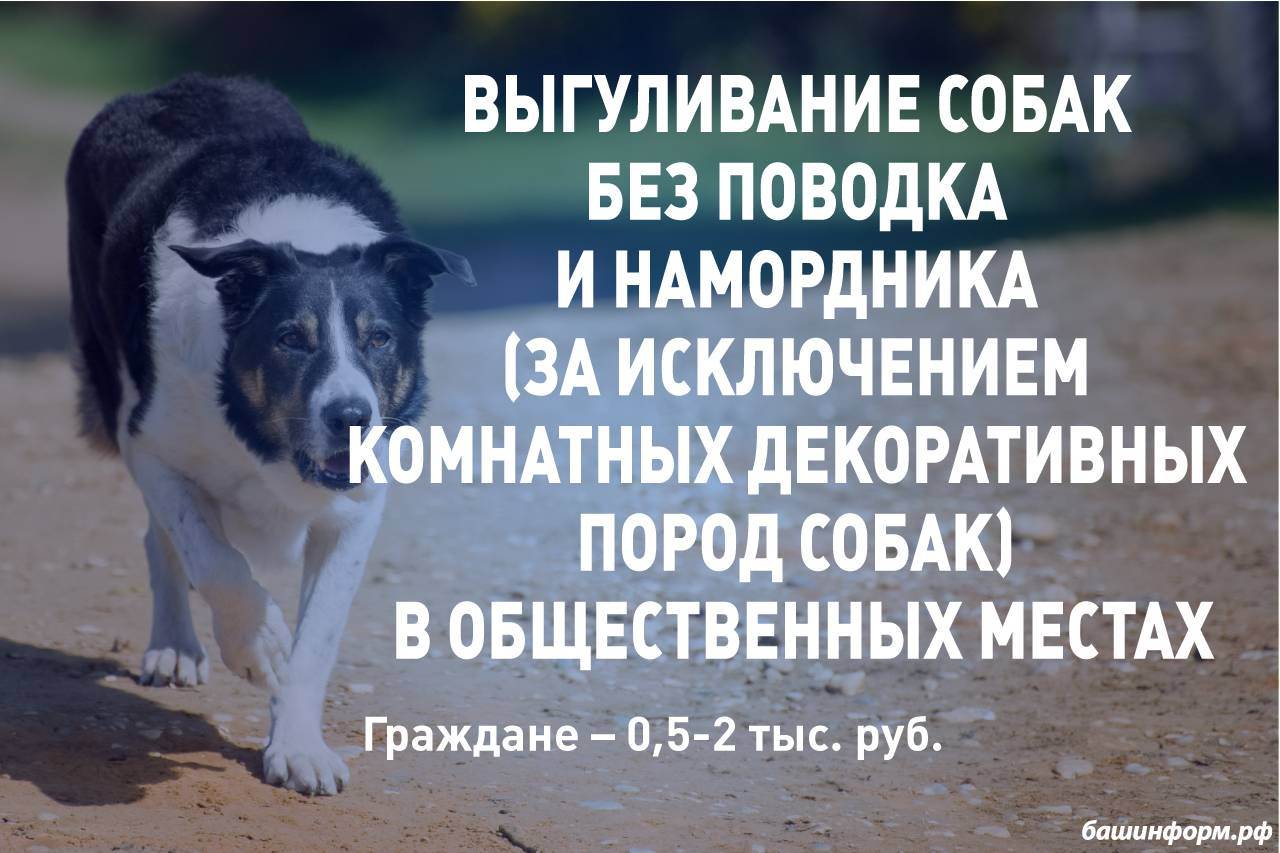 Закон и правила выгула собак в россии: где можно гулять, а также о намордниках, поводках и ответственности за их отсутствие