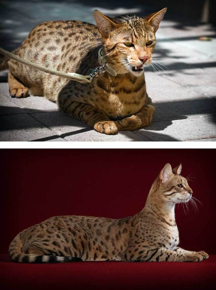 Кошка ашера: самая большая афера в кошачьем мире