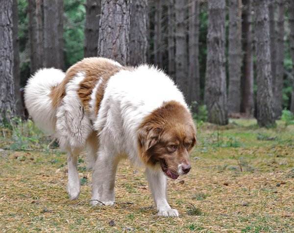 Породы собак в болгарии
